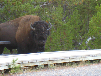 One Tough Bison